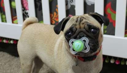 dog pacifier